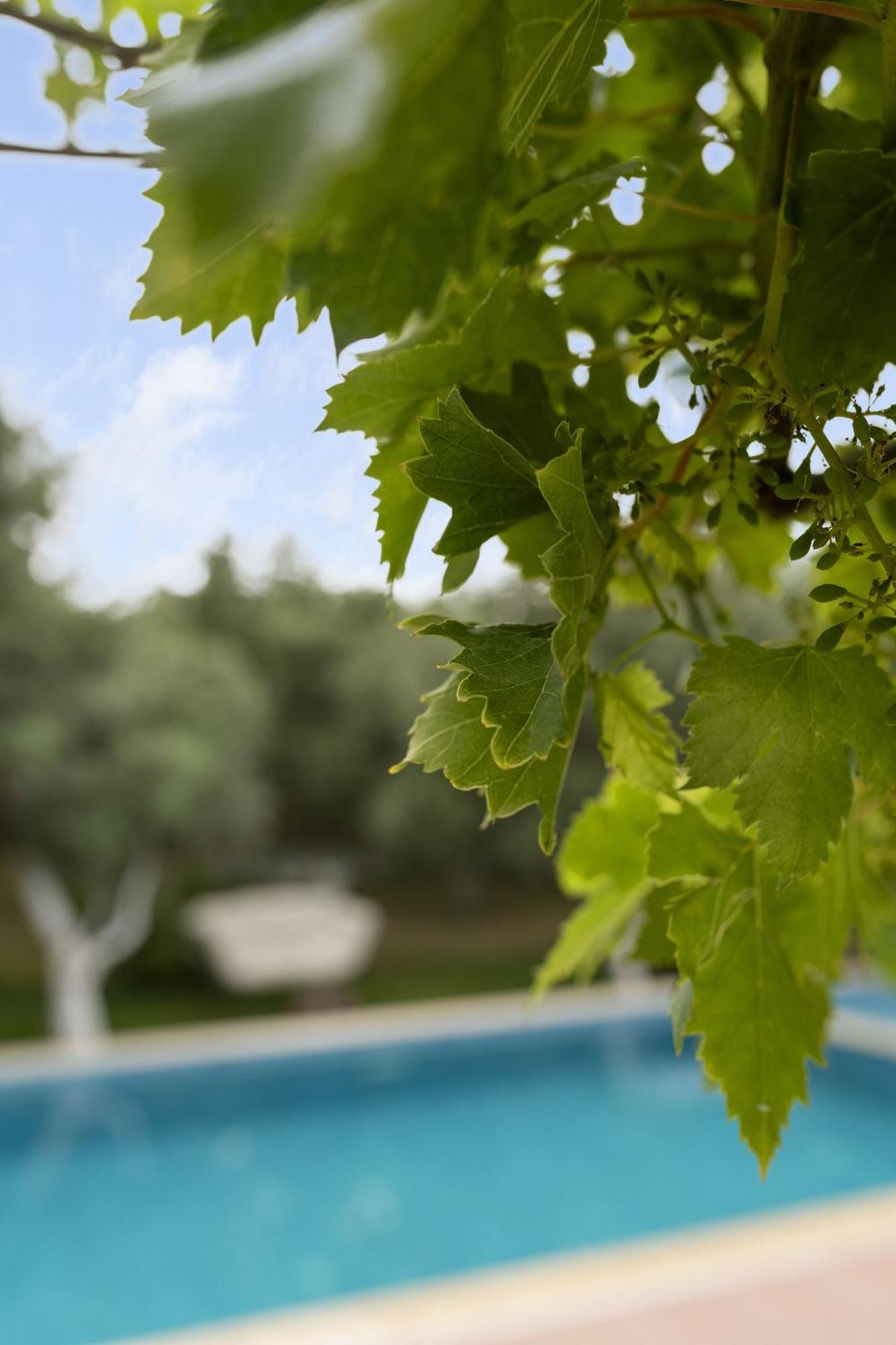 Grape Datca Hotel Kızlanköy Buitenkant foto